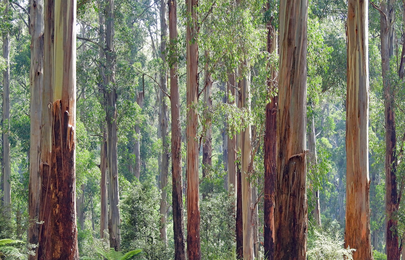 Forêts d'eucalyptus FSC, source du TENCEL™